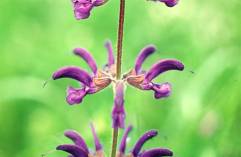 Mezei zsálya (Salvia nemorosa, Labiatae) virágai  (Turcsányi Gábor felvétele)
