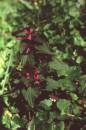 Piros rvacsaln (Lamium purpureum, Labiateae)  (Turcsnyi Gbor felvtele)
